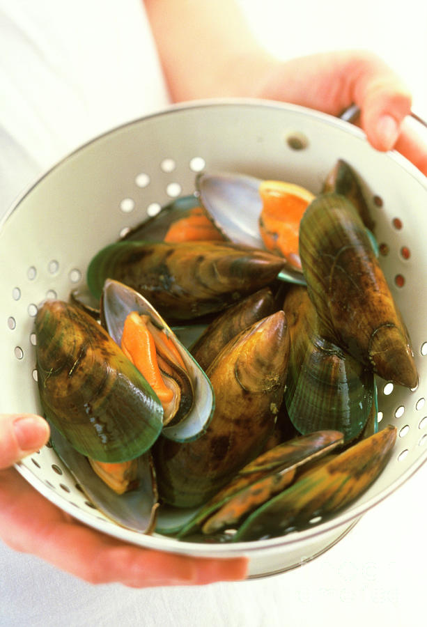 Green Lip Mussels Photograph by William Lingwood/science Photo Library ...