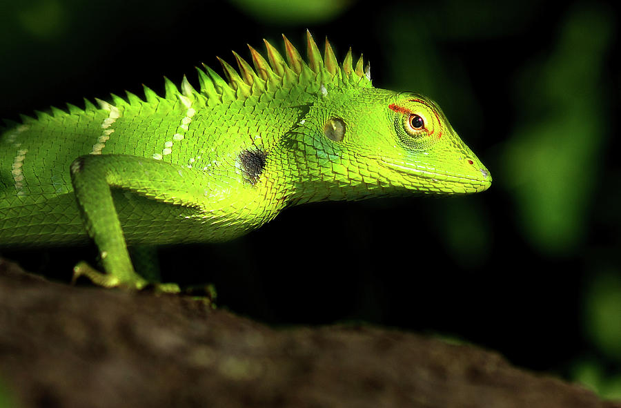 Green Lizard Photograph by Karthik Photography