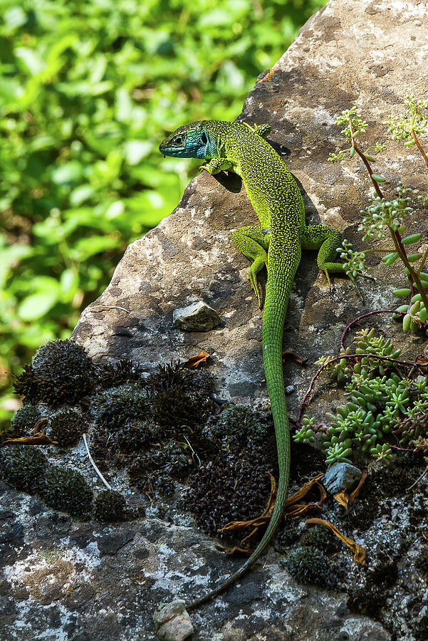 Green lizard Photograph by Paul MAURICE