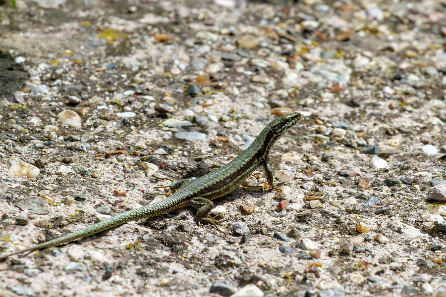 Green lizard with colorful scales Photograph by Karen Foley - Fine Art ...