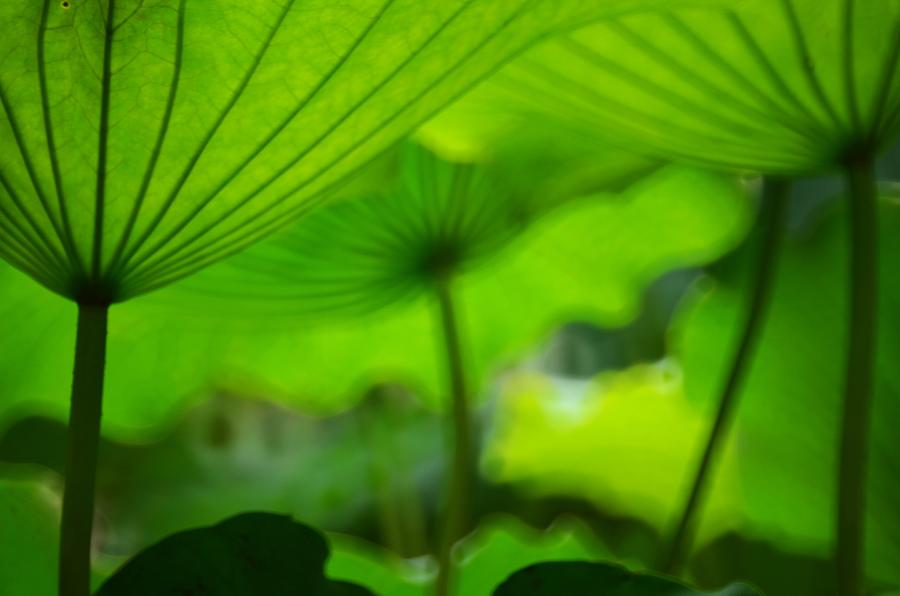 Green Lotus Leaves Look Like Umbrellas Photograph by Melindachan