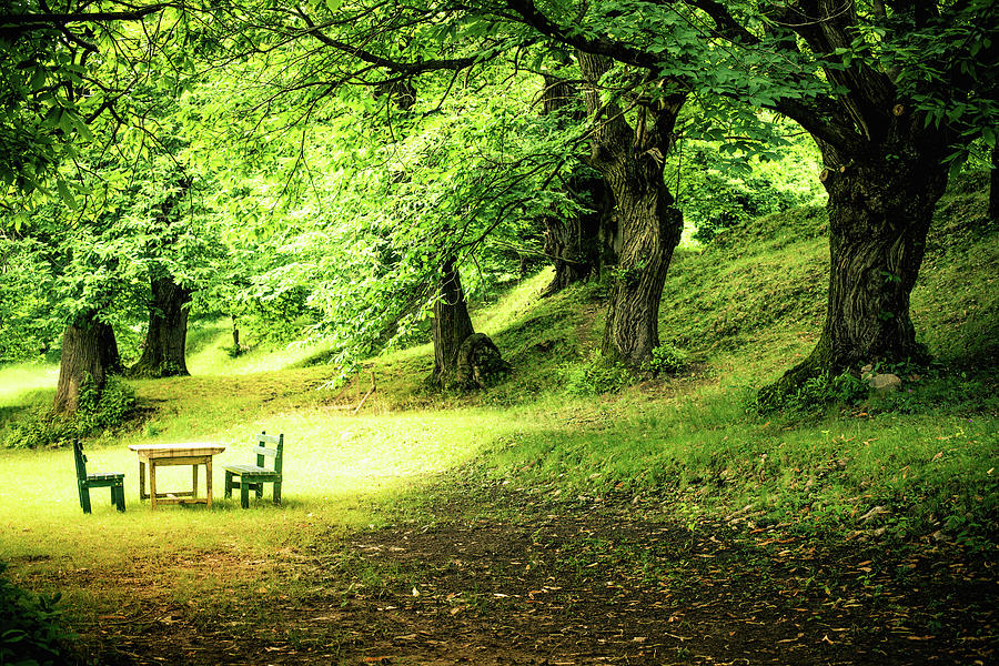 Green Lush Forest And Picnic Table Photograph by Zodebala