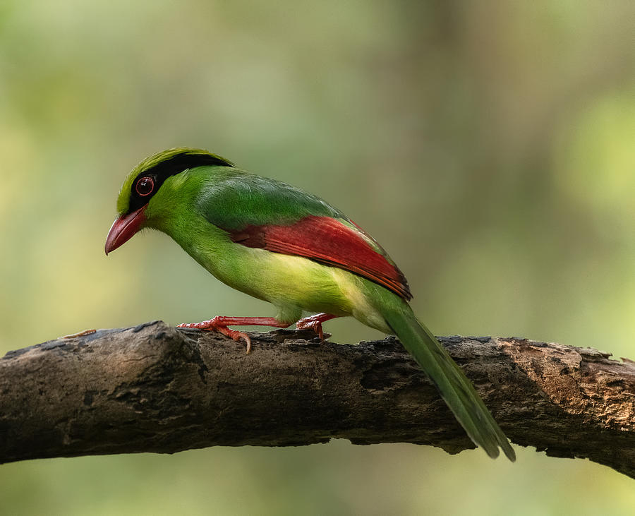 Wildlife Photograph - Green Magpie by Chiranjib Chakraborty