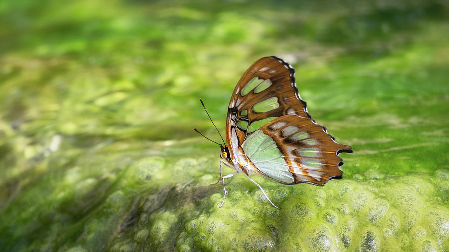 Green Malachite Butterfly  Photograph by Saija Lehtonen