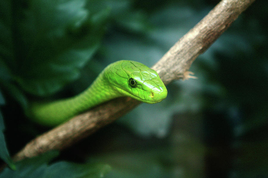 Reptile Photograph - Green Mamba   by Aidan Moran