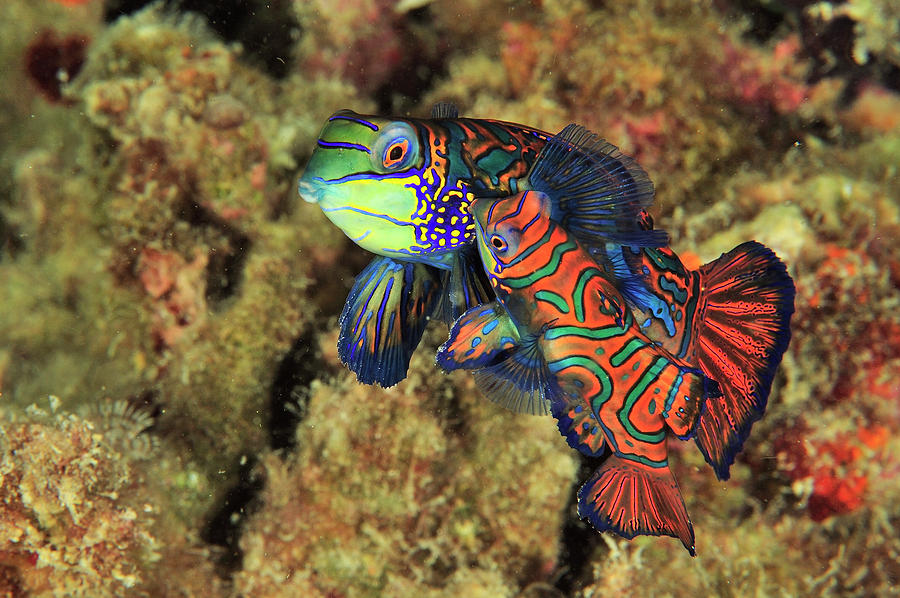 Green Mandarinfish Pair Courting, Sulu Sea, Philippines Photograph by ...