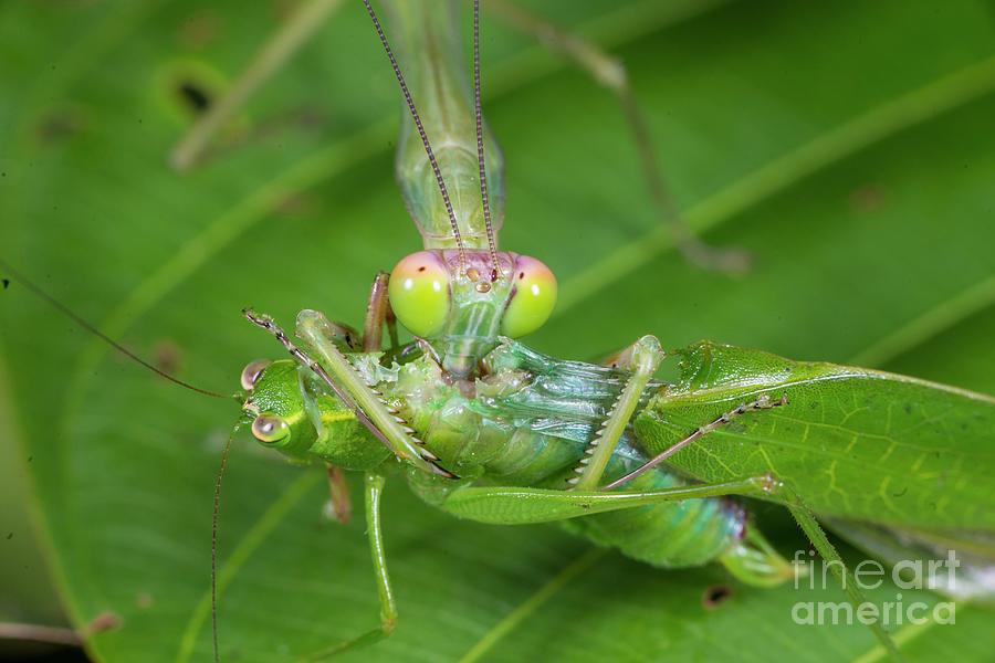 Green Mantis Feeding On Katydid Photograph by Scubazoo/science Photo ...