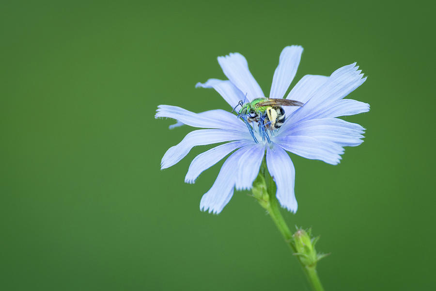 Green Metallic Bee On Blue Chicory Flower Photograph