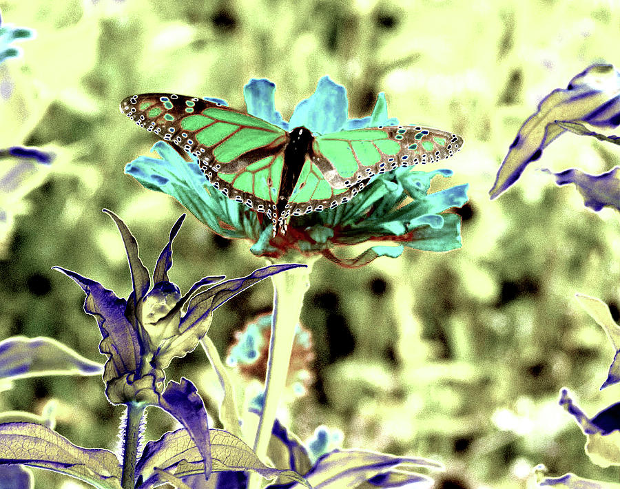 Butterfly Digital Art - Green Monarch by Tom Kelly