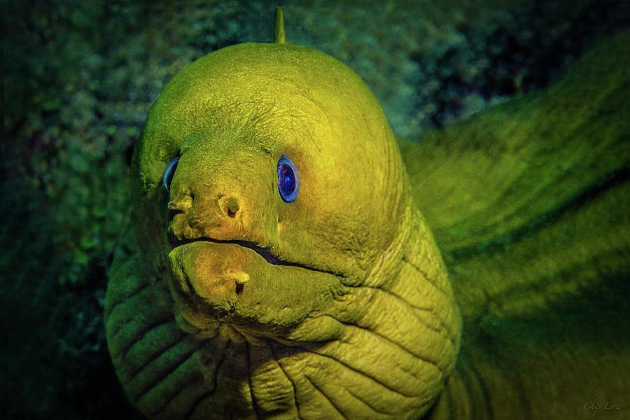 Green Moray Photograph by Chip Evra
