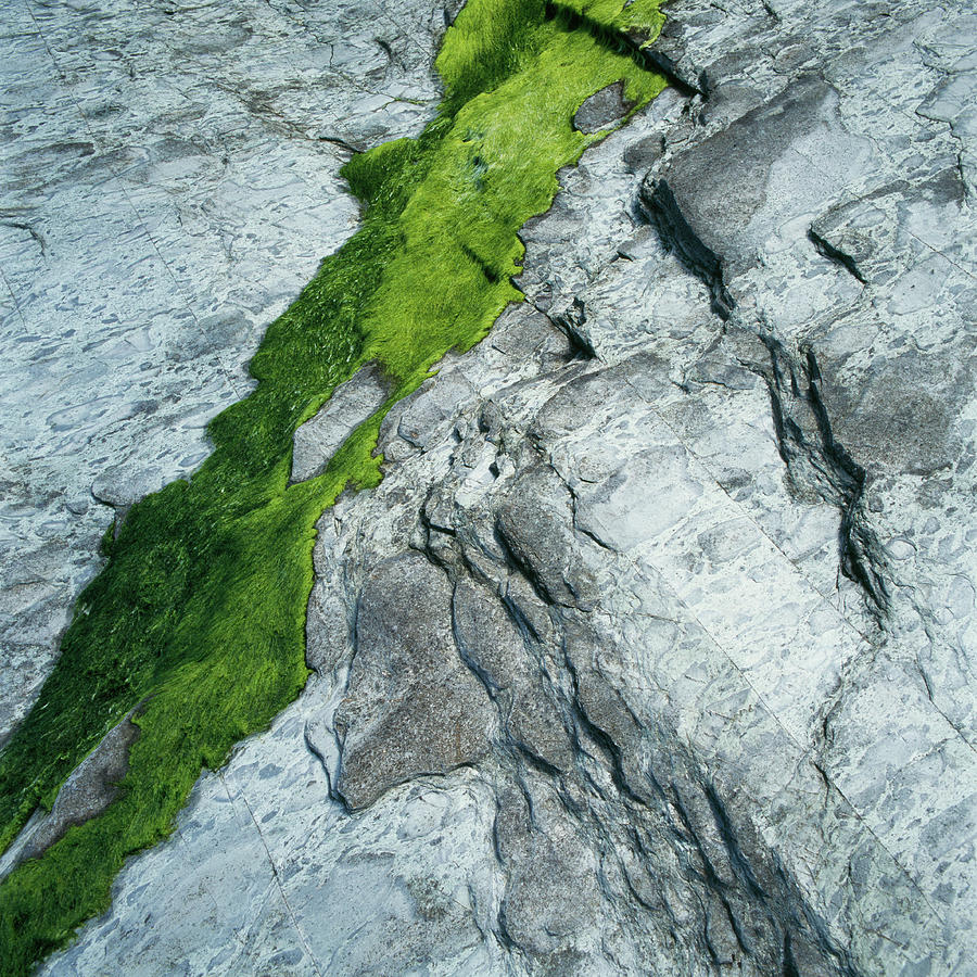 Green Moss On Silvery Stone Photograph by Micha Pawlitzki