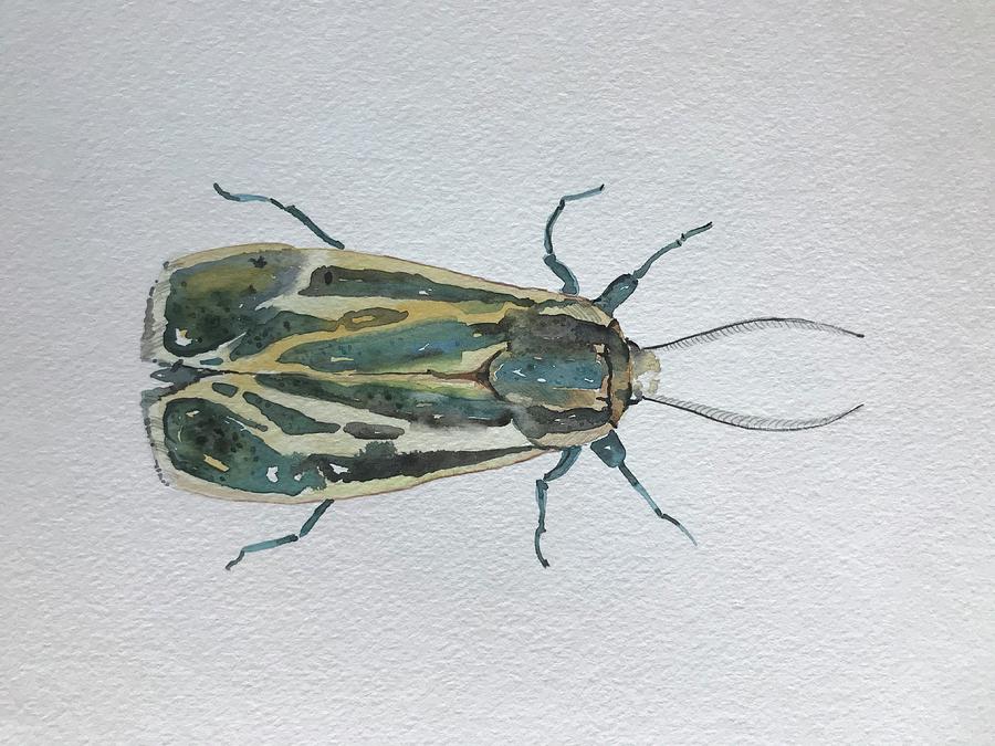 Insects Painting - Green Moth by Luisa Millicent