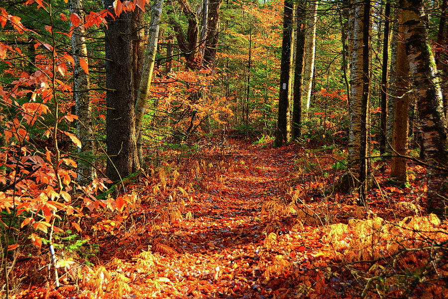 Green Mountain Forest in Autumn Photograph by Raymond Salani III