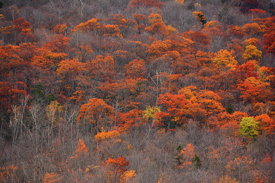 Green Mountain Forest Trees Photograph by Raymond Salani III