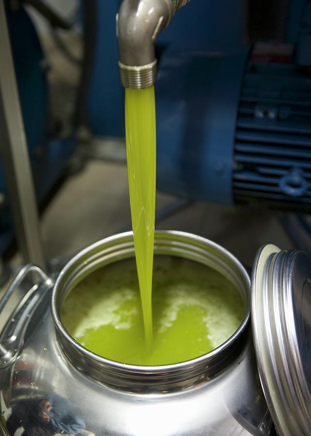 Green Olive Oil Flowing From A Press Into Containers Photograph by Hugh Johnson