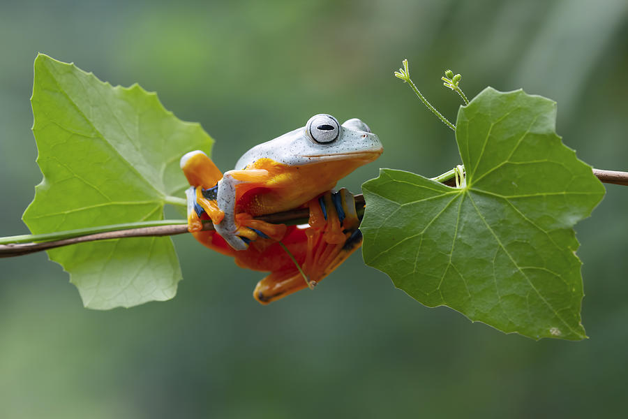 Frog Photograph - Green On Green by Kurit Afsheen