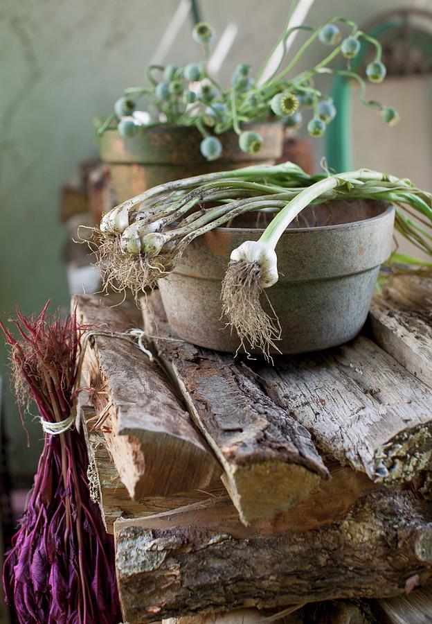 Green Onions Over A Clay Bowl On A Woodpile Photograph by Strokin, Yelena