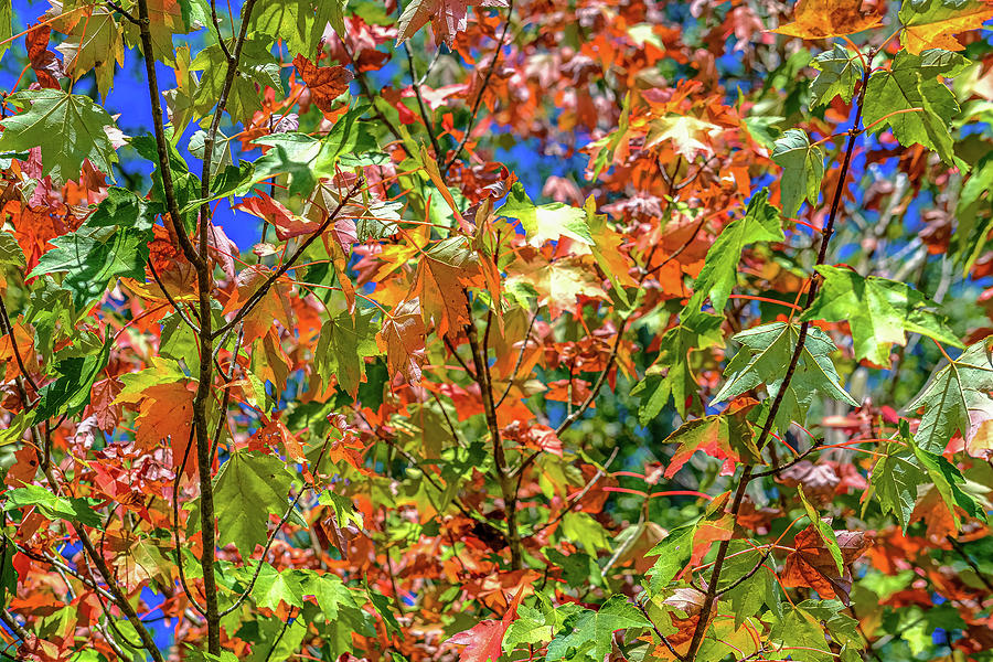Green Orange and Red Maple Leaves in Fall Photograph by Darryl Brooks
