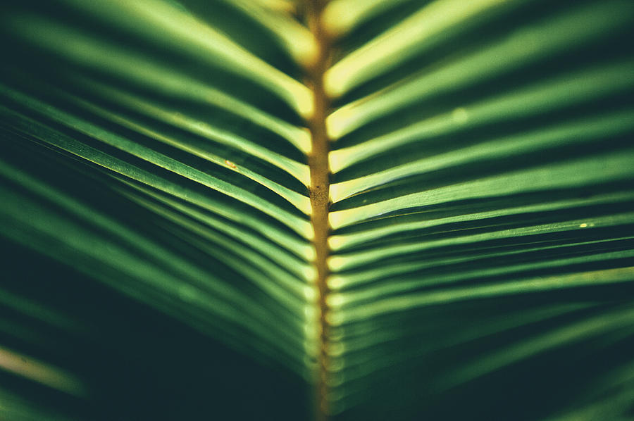 Green Palm Photograph by Emilio Lopez