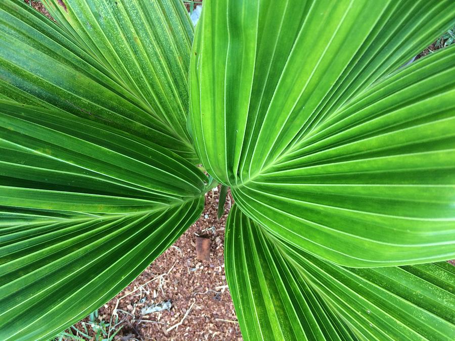 Green palm leaf Photograph by Sarocha Siripan Boonsen - Fine Art America