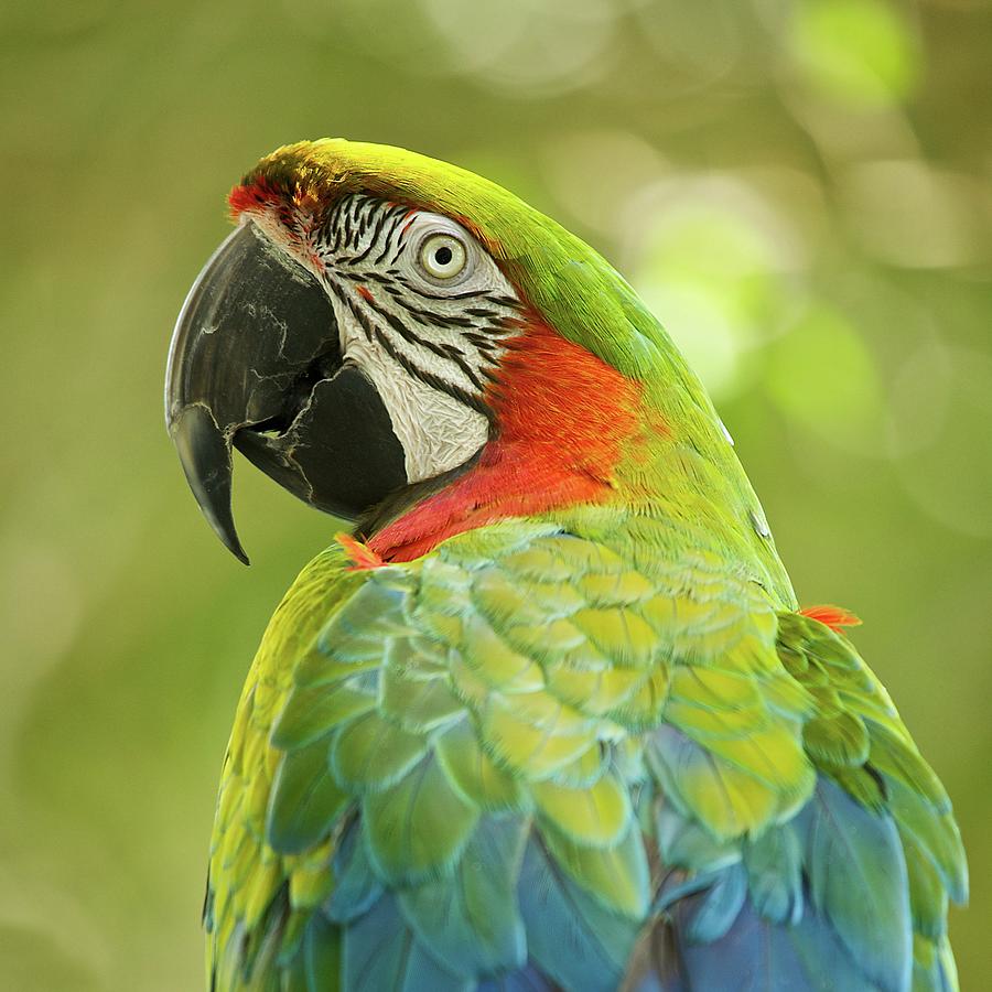 Parrot Photograph - Green Parrot On Green Background by Roni Delmonico