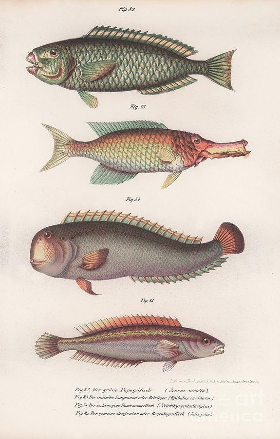 Green Parrotfish. Indian Longmouth Drawing by Print Collector