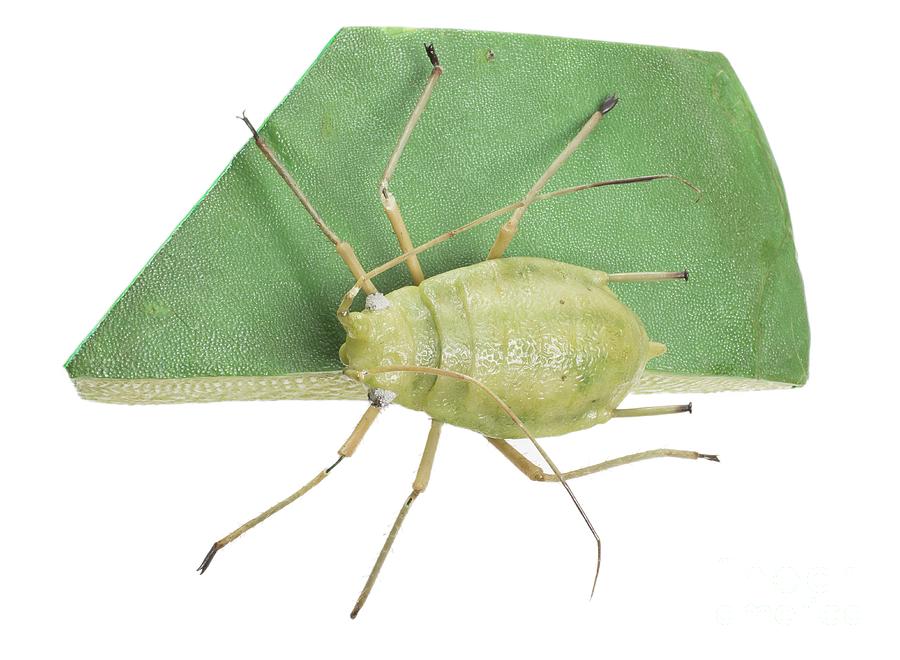 Wildlife Photograph - Green Peach Aphid Wax Model by Natural History Museum, London/science Photo Library