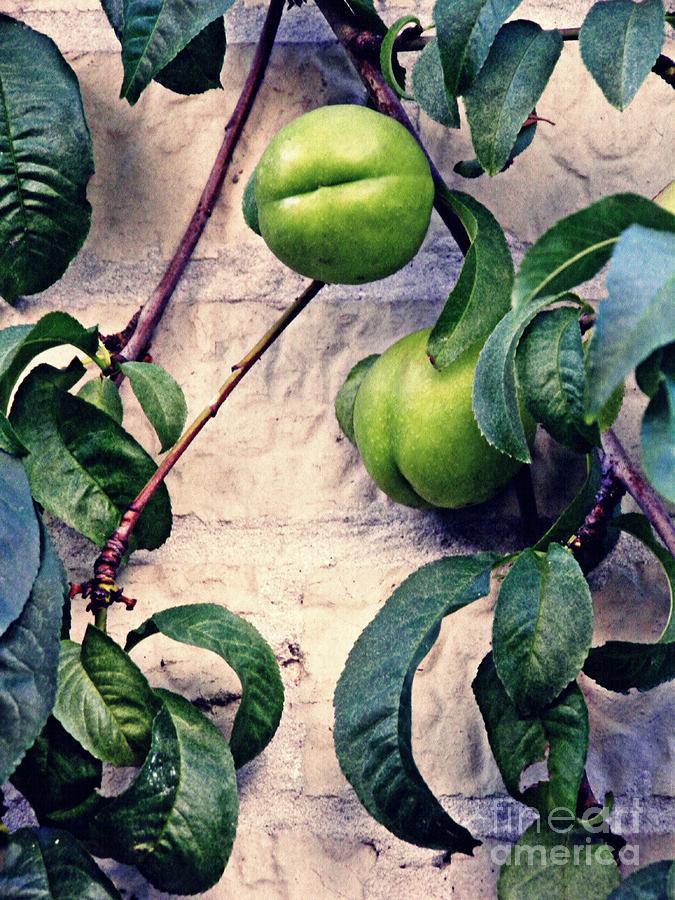 Peach Photograph - Green Peaches by Sarah Loft
