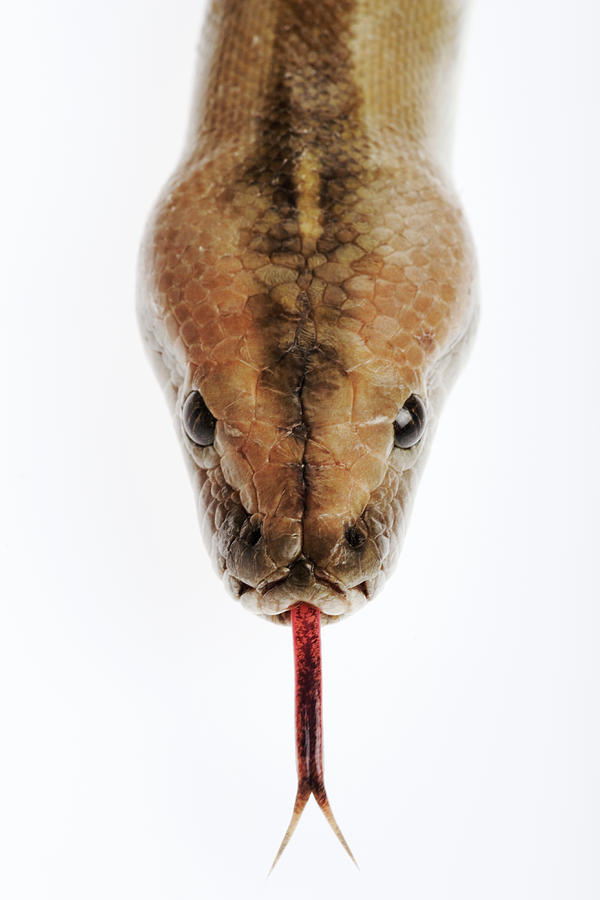 Green Phase Burmese Python , Close Up Photograph by Martin Harvey