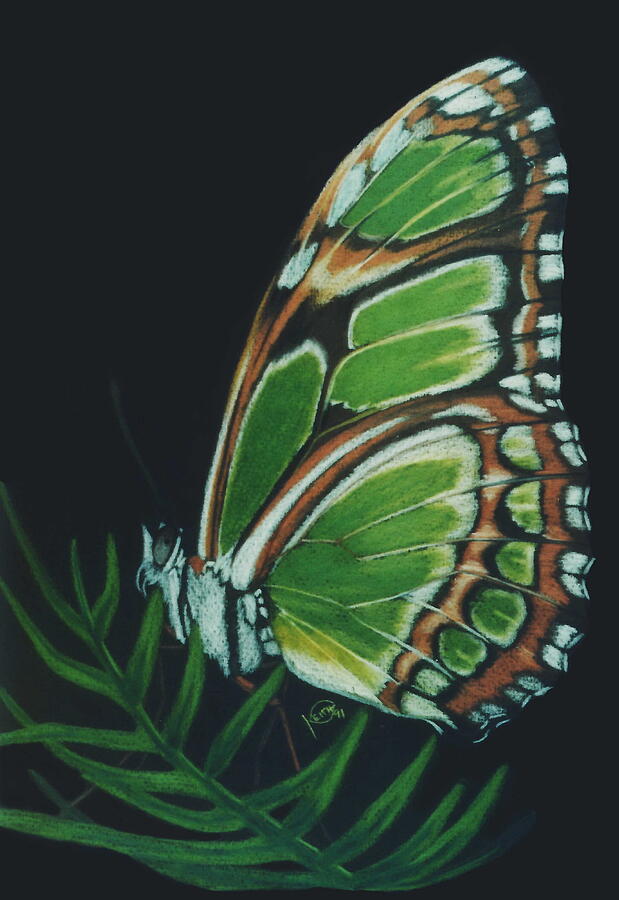 Butterfly Drawing - Green Philaethria Dido by Barbara Keith