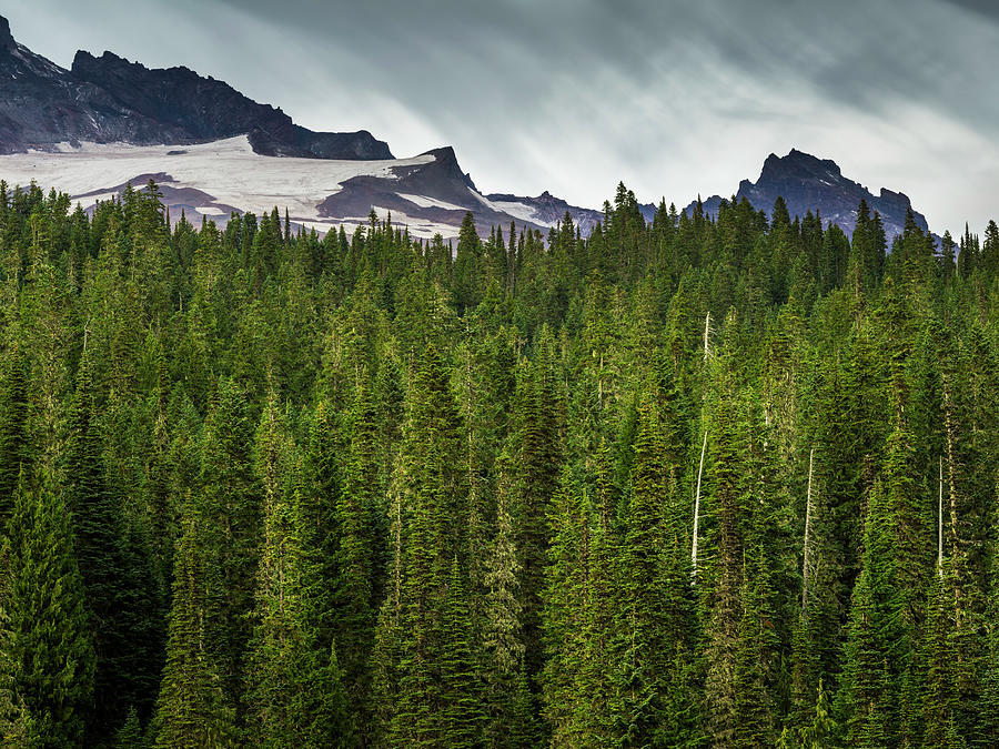 Green Pine Trees At Mt. Rainier Photograph by Onest Mistic