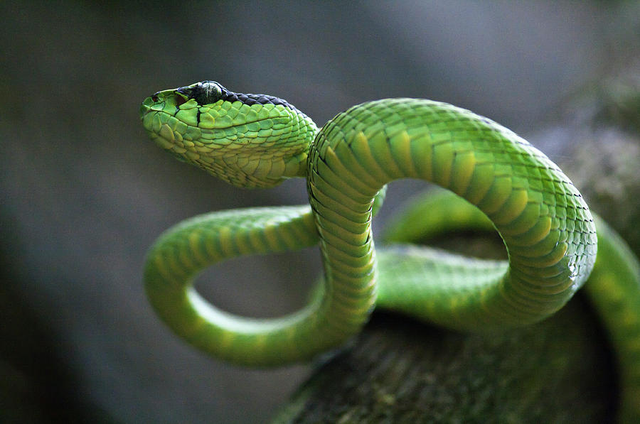 Green Pit Viper Photograph by Dhammika Heenpella / Images Of Sri Lanka