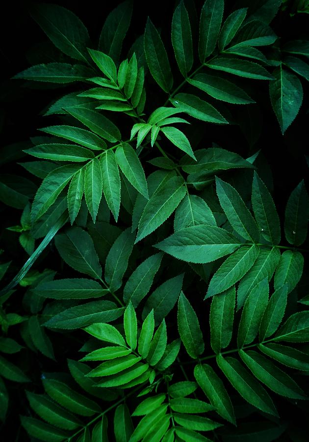 Green Plant Leaves In The Gardenm, Abstract Textured Green Background ...