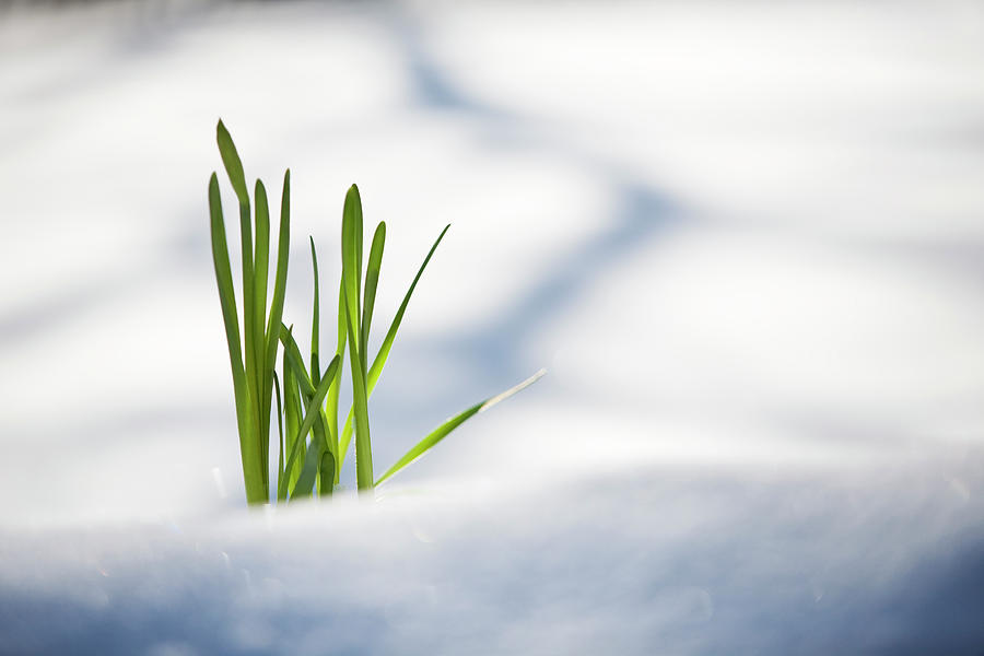 Winter Photograph - Green Plant Pushing Up Through Snow by Jake Wyman