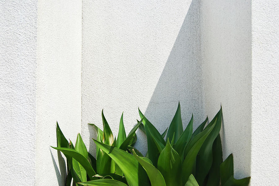 Green Plants And White Wall Photograph by Lawren