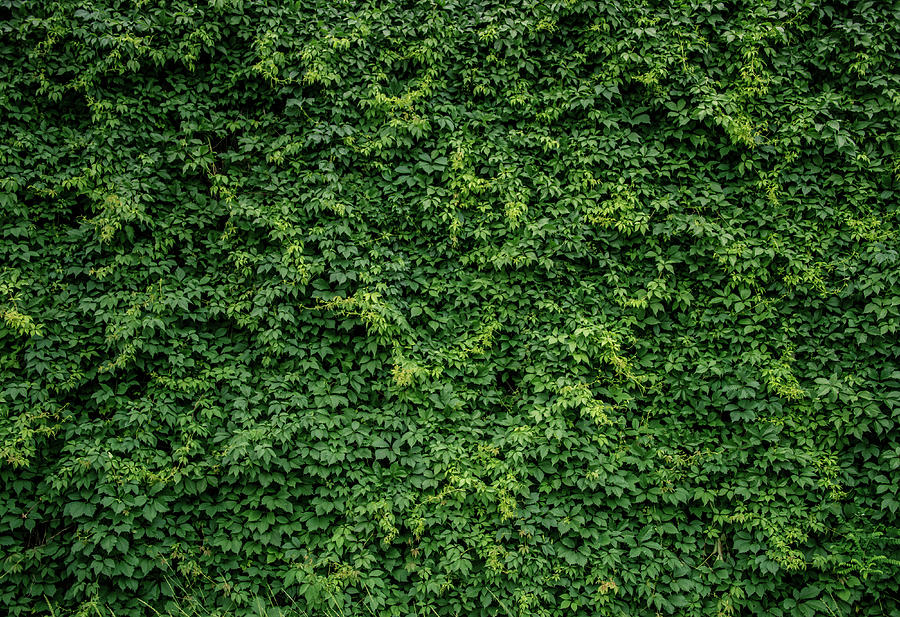 Green Plants Wall Photograph by Vizerskaya