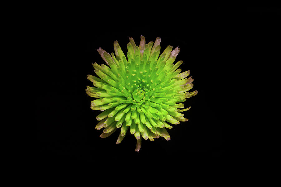 Green Pom Pom Button Flower  Photograph by Eugene Campbell