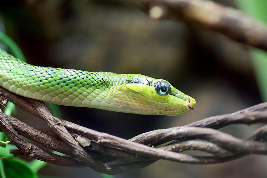 Green Ratsnake Photograph by Kenneth Albin