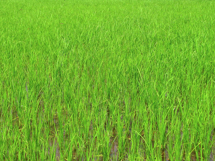 Green Rice Paddy Field Photograph by Mckay Savage