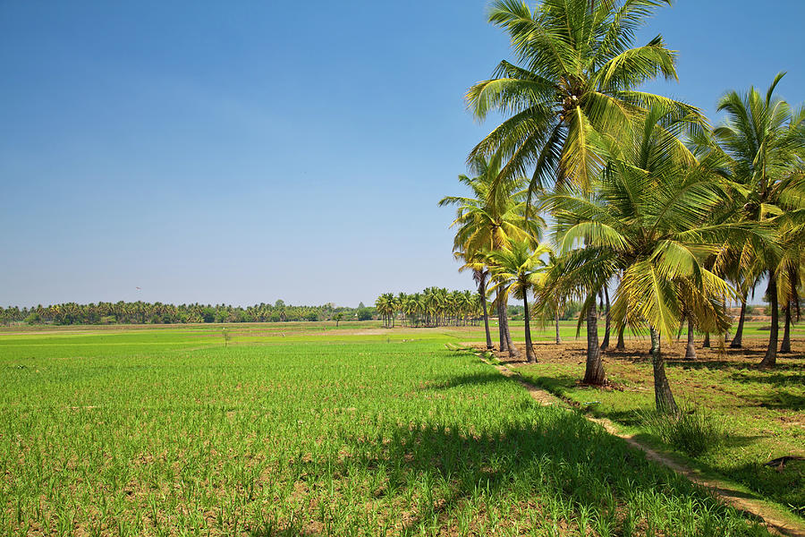 Green Rice Paddy Fields, India Photograph by Amit Basu Photography