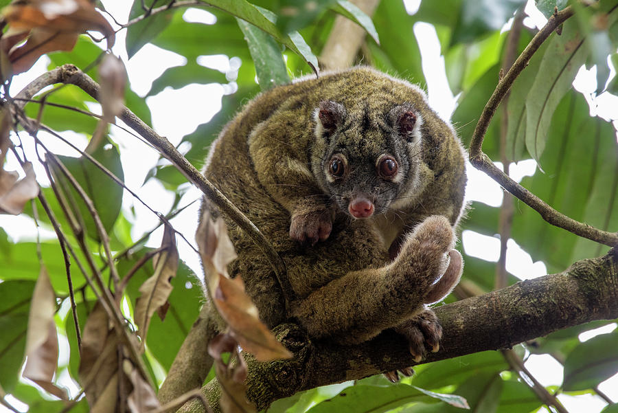 Green Ringtail Possum Grooming On Tree Branch In Rainforest Photograph ...