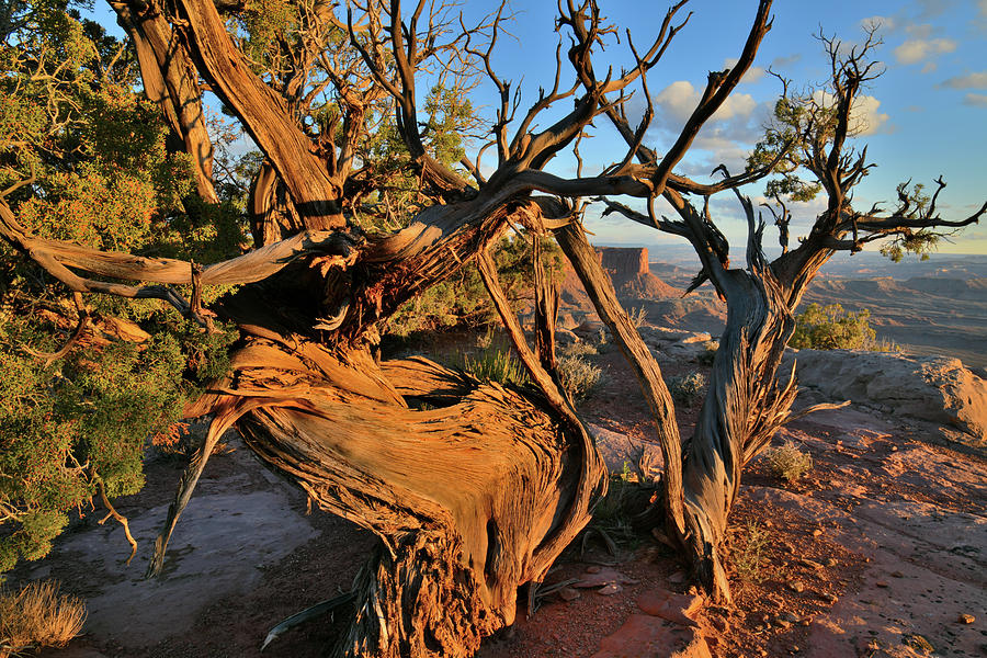 Green River Overlook Juniper at Sunset Photograph by Ray Mathis