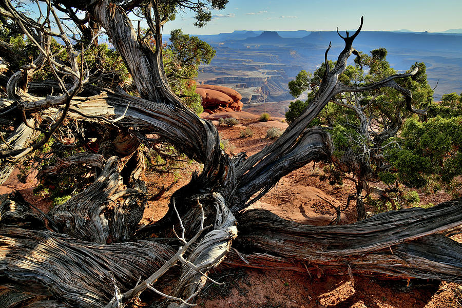 Green River Overlook Juniper Photograph by Ray Mathis