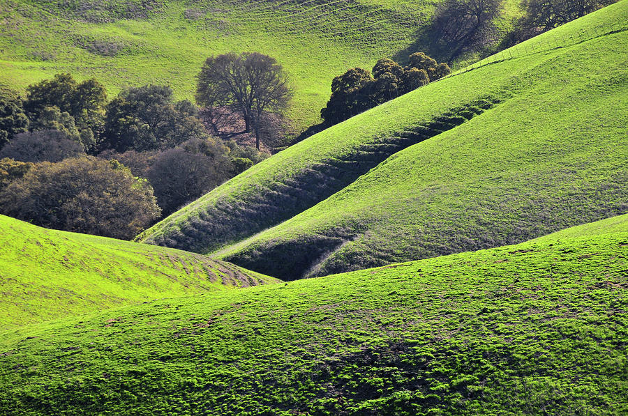 Green Rolling Hills Of Central by Mitch Diamond