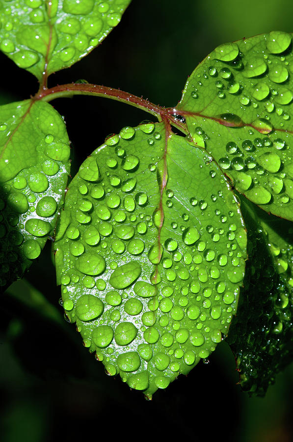 Green Rose Leaves After Rain Water Photograph by Txphotoblog - Randy Ennis