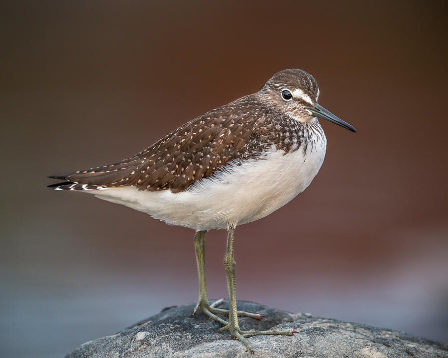 Feather Photograph - Green Sandpiper On A Stone by Magnus Renmyr
