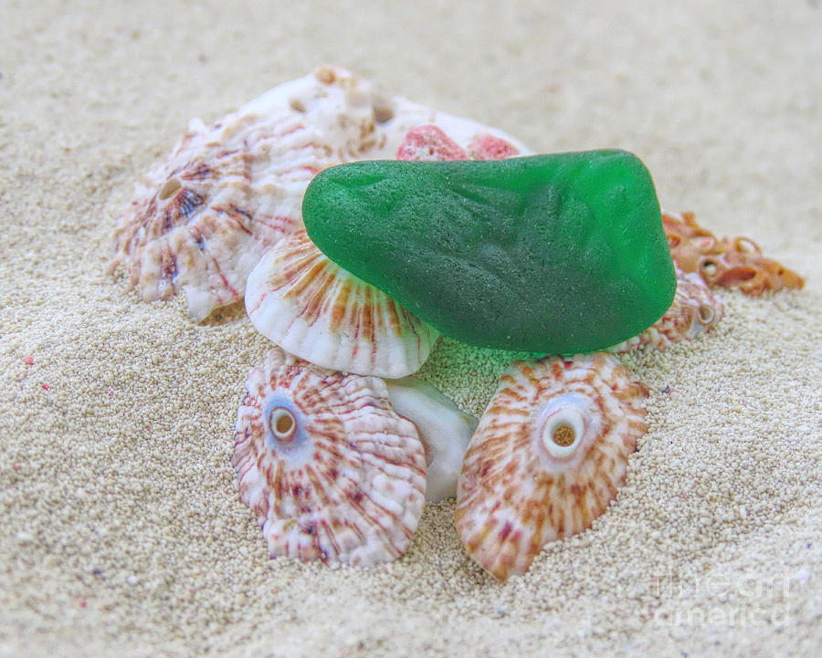 Green Sea Glass And Shells Photograph