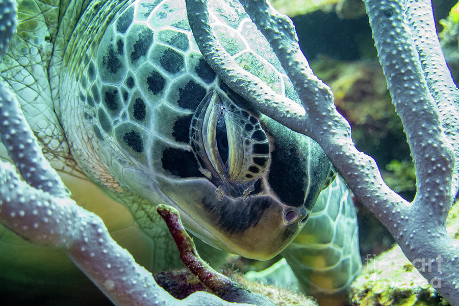 Green Sea Turtle 29 Photograph by Daryl Duda