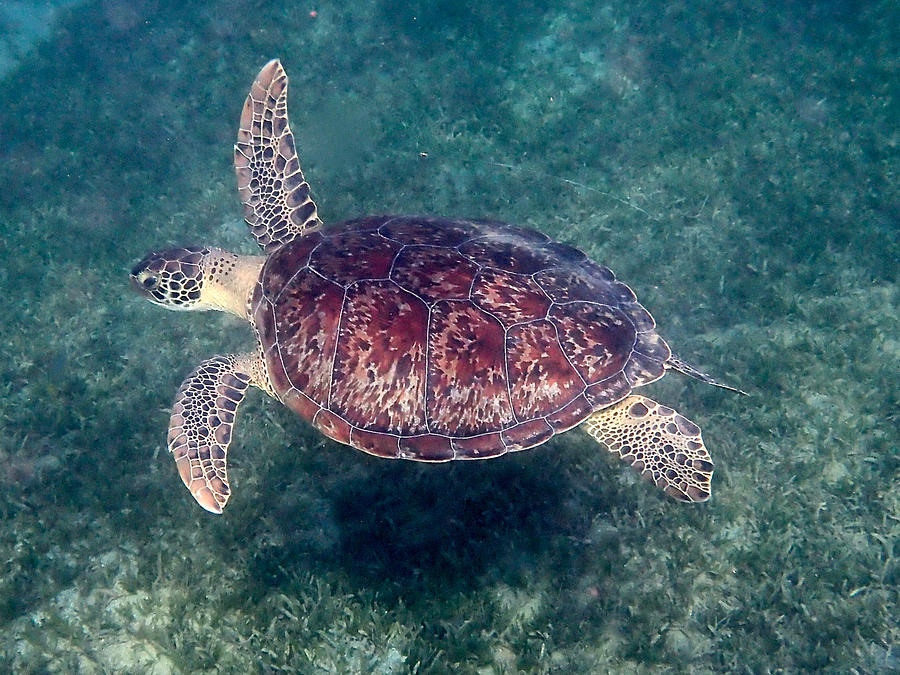 Green Sea Turtle 3 Photograph by Annette Kirchgessner - Fine Art America