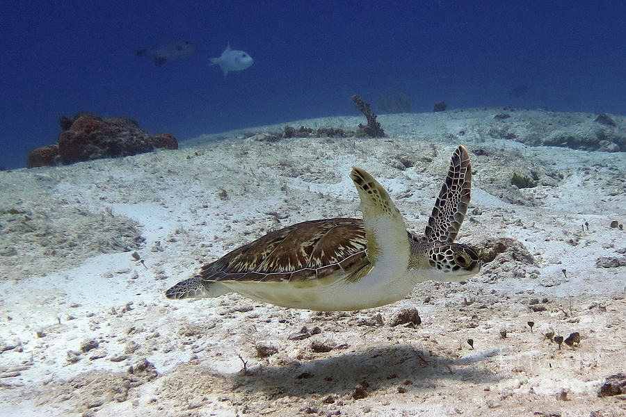Green Sea Turtle 30 Photograph by Daryl Duda